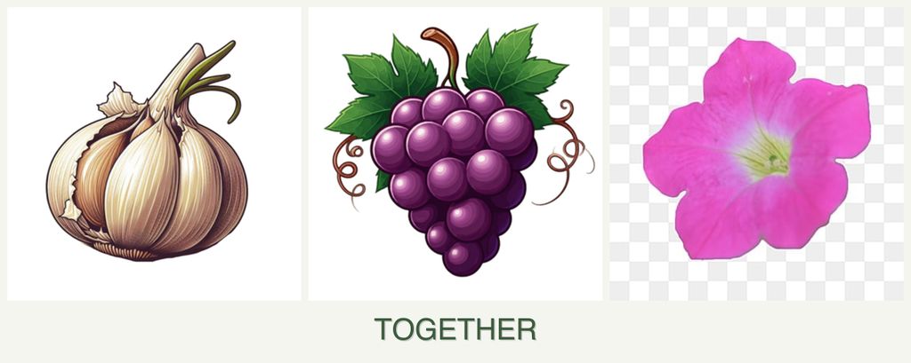 Can you plant garlic, grapes and petunias together?
