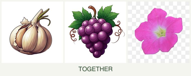 Can you plant garlic, grapes and petunias together?
