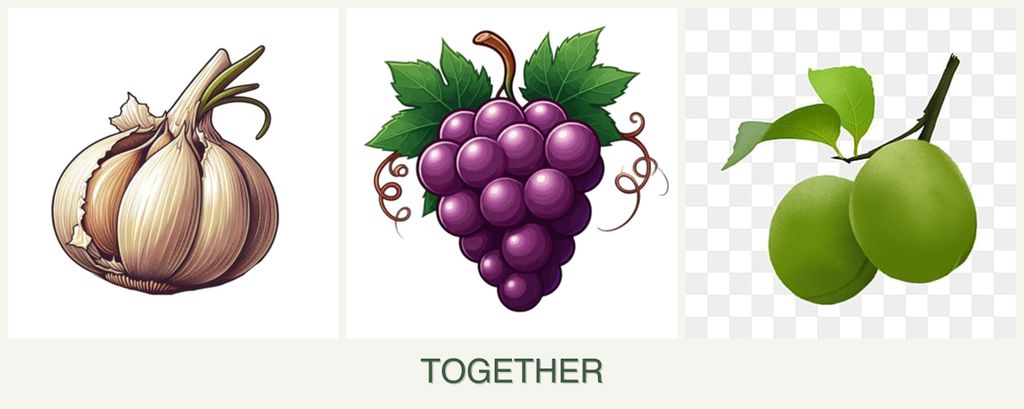 Can you plant garlic, grapes and plums together?