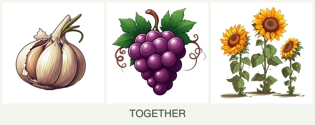 Can you plant garlic, grapes and sunflowers together?