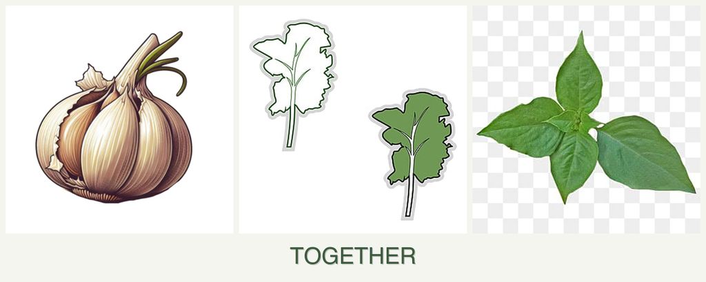 Can you plant garlic, kale and basil together?