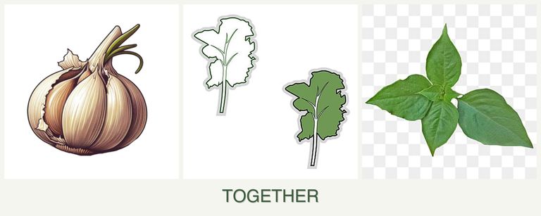 Can you plant garlic, kale and basil together?