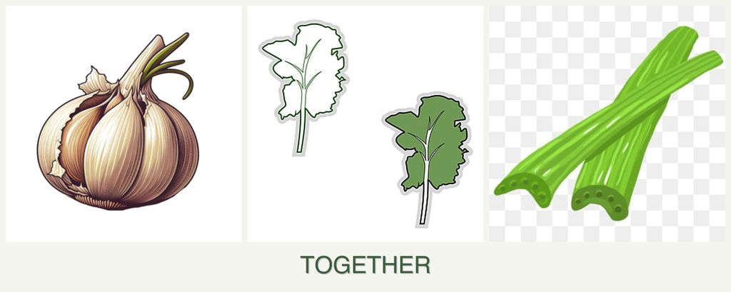 Can you plant garlic, kale and celery together?