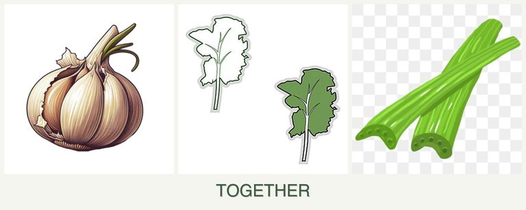 Can you plant garlic, kale and celery together?