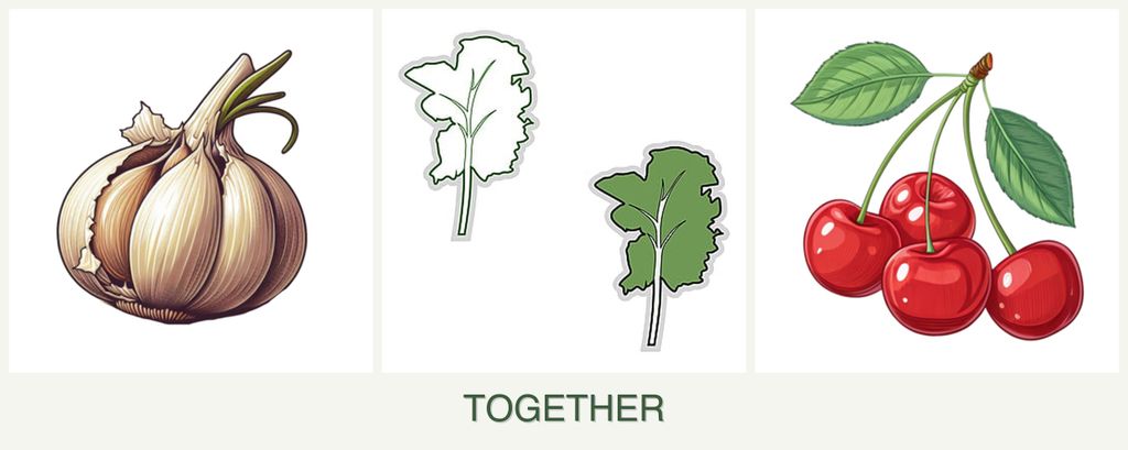 Can you plant garlic, kale and cherries together?