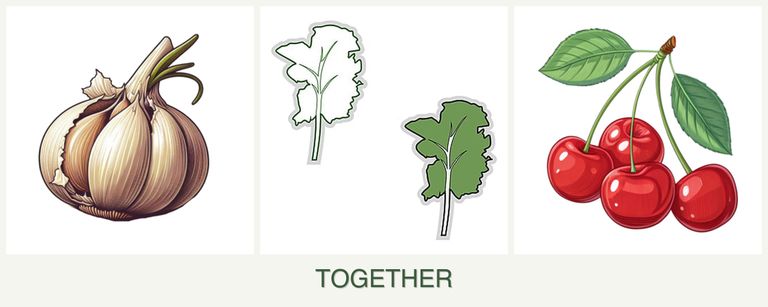 Can you plant garlic, kale and cherries together?