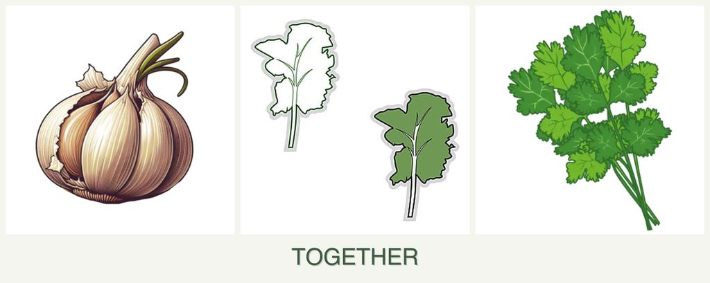 Can you plant garlic, kale and cilantro together?