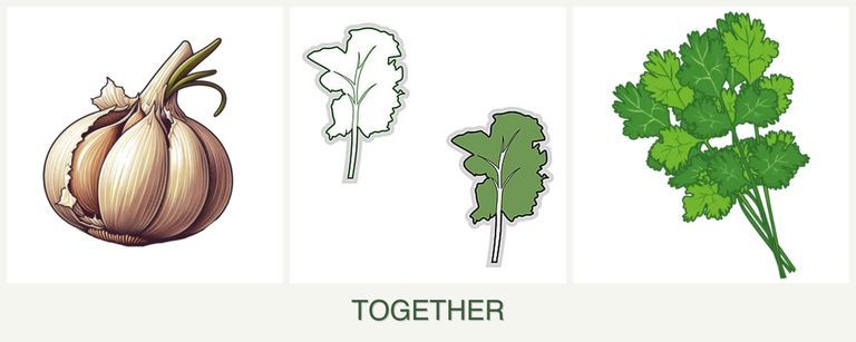 Can you plant garlic, kale and cilantro together?