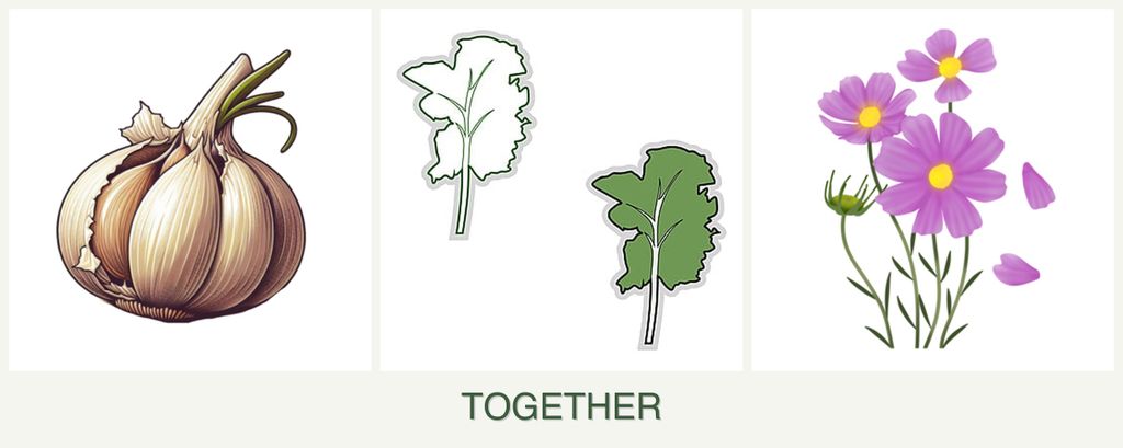 Can you plant garlic, kale and cosmos together?