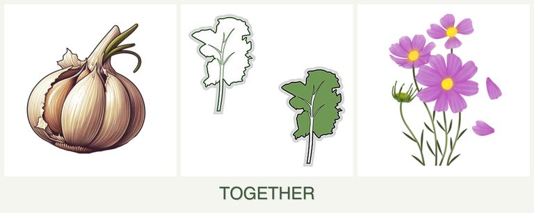 Can you plant garlic, kale and cosmos together?