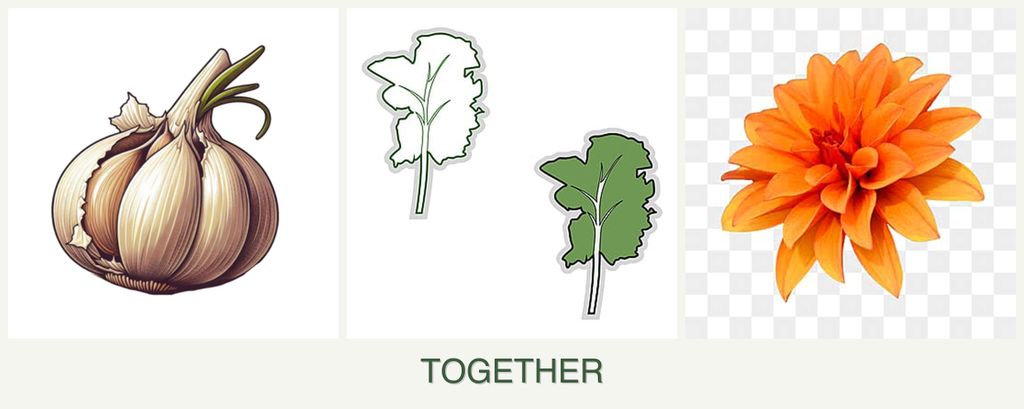 Can you plant garlic, kale and dahlias together?