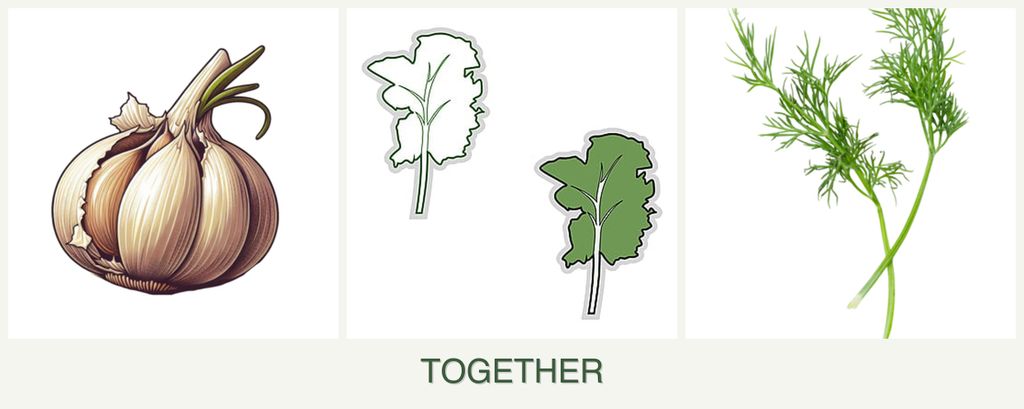 Can you plant garlic, kale and dill together?