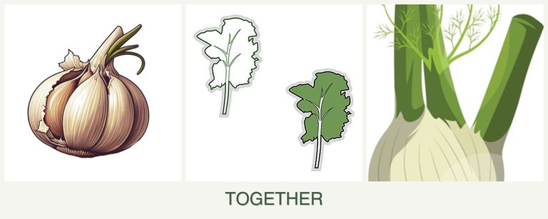 Can you plant garlic, kale and fennel together?