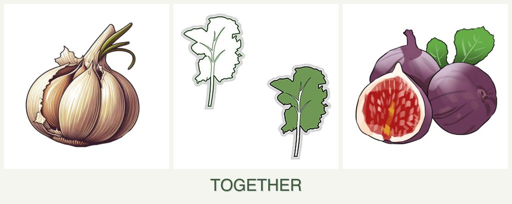 Can you plant garlic, kale and figs together?