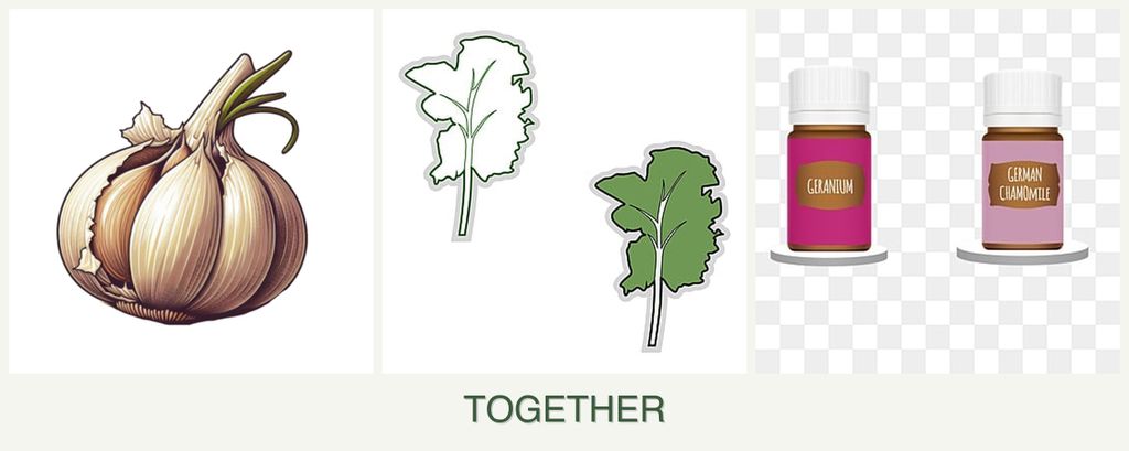 Can you plant garlic, kale and geraniums together?