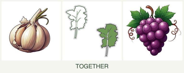 Can you plant garlic, kale and grapes together?
