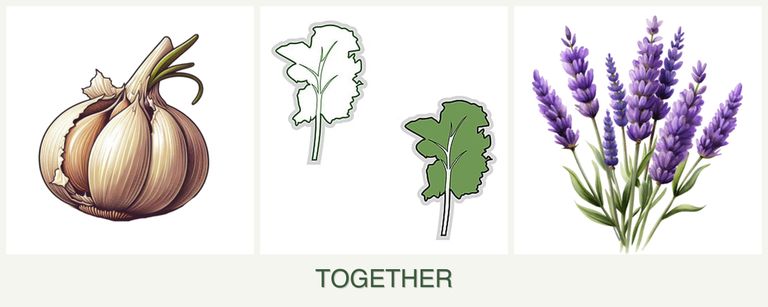 Can you plant garlic, kale and lavender together?