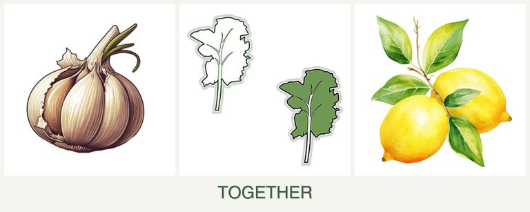 Can you plant garlic, kale and lemons together?