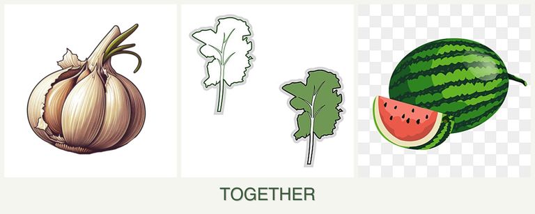 Can you plant garlic, kale and melons together?