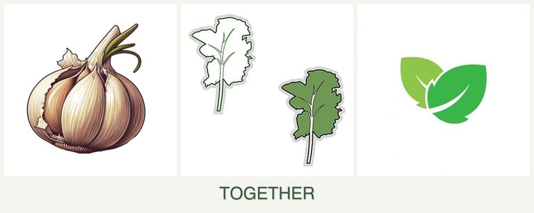 Can you plant garlic, kale and mint together?