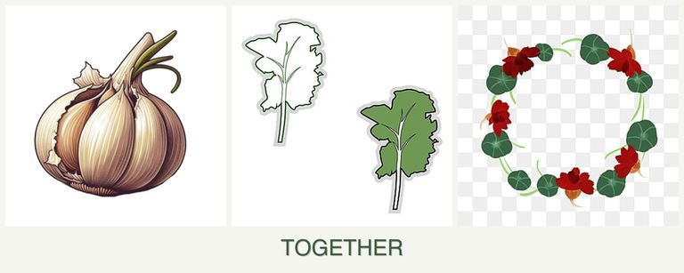 Can you plant garlic, kale and nasturtiums together?