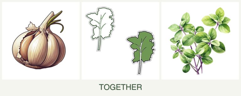 Can you plant garlic, kale and oregano together?