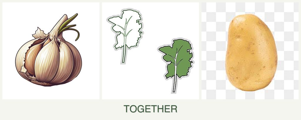 Can you plant garlic, kale and potatoes together?