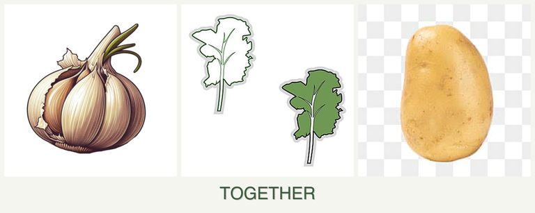 Can you plant garlic, kale and potatoes together?