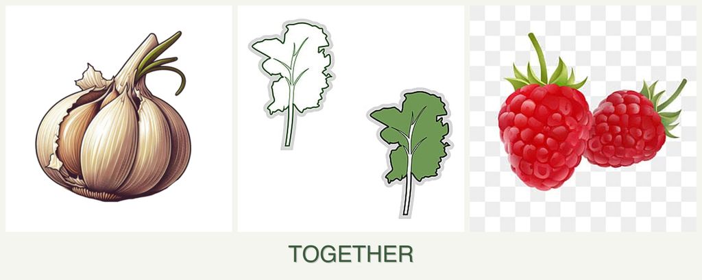 Can you plant garlic, kale and raspberries together?