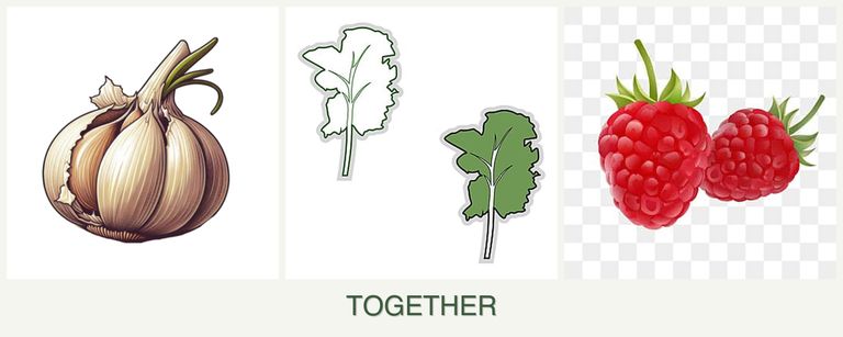 Can you plant garlic, kale and raspberries together?