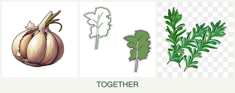 Can you plant garlic, kale and rosemary together?