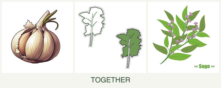Can you plant garlic, kale and sage together?
