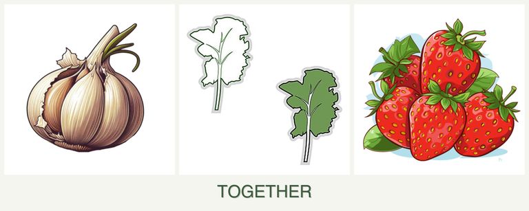 Can you plant garlic, kale and strawberries together?