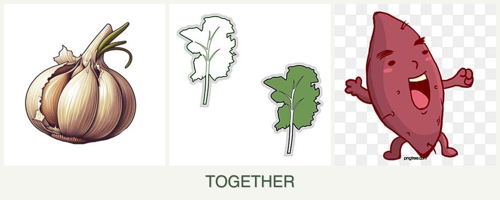 Can you plant garlic, kale and sweet potatoes together?