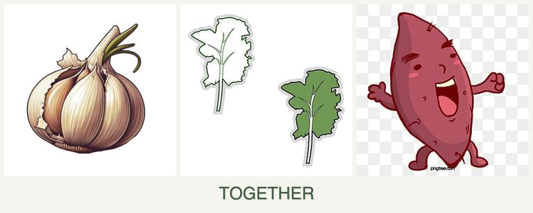 Can you plant garlic, kale and sweet potatoes together?