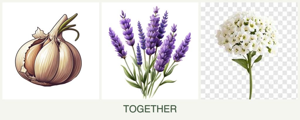 Can you plant garlic, lavender and alyssum together?