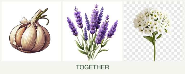Can you plant garlic, lavender and alyssum together?