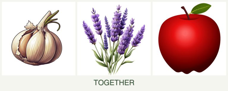 Can you plant garlic, lavender and apples together?