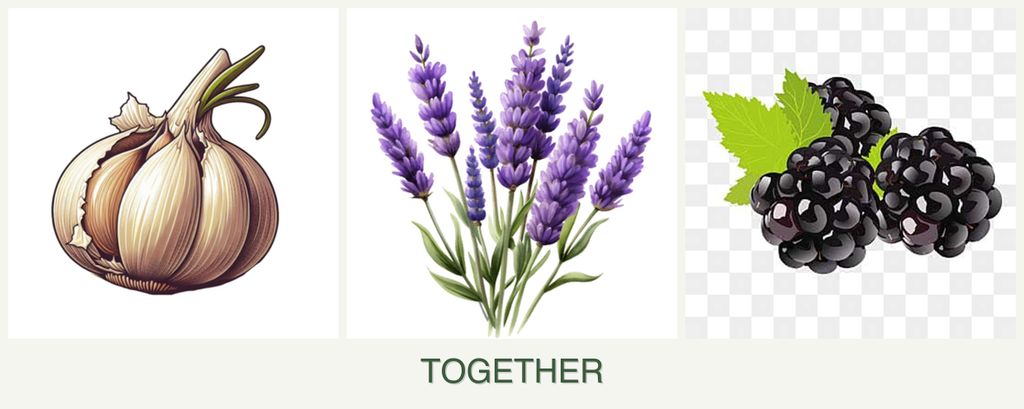 Can you plant garlic, lavender and blackberries together?