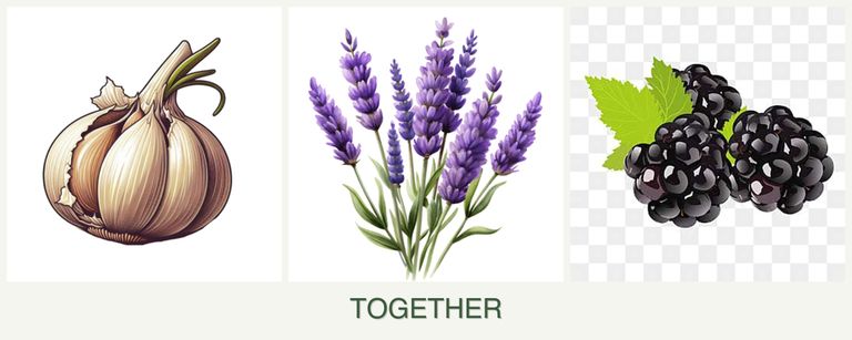 Can you plant garlic, lavender and blackberries together?