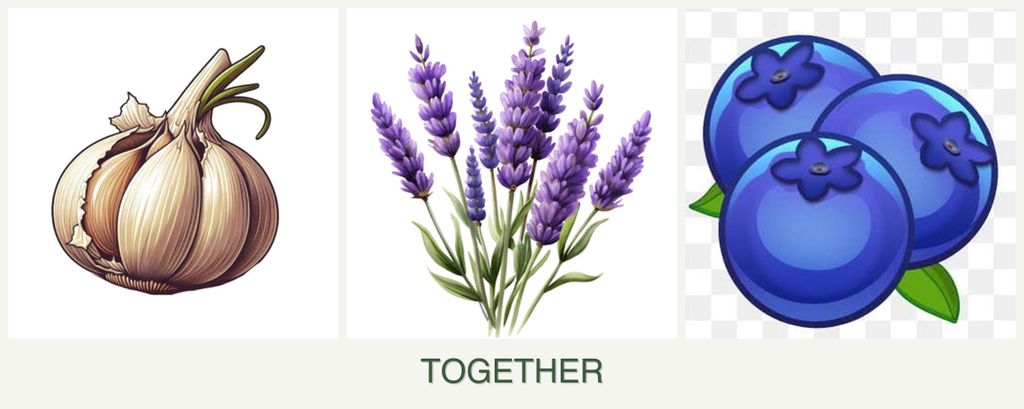 Can you plant garlic, lavender and blueberries together?