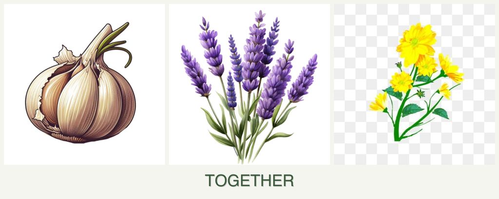 Can you plant garlic, lavender and calendula together?