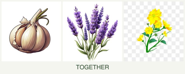 Can you plant garlic, lavender and calendula together?