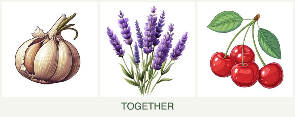 Can you plant garlic, lavender and cherries together?