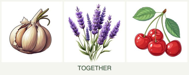 Can you plant garlic, lavender and cherries together?