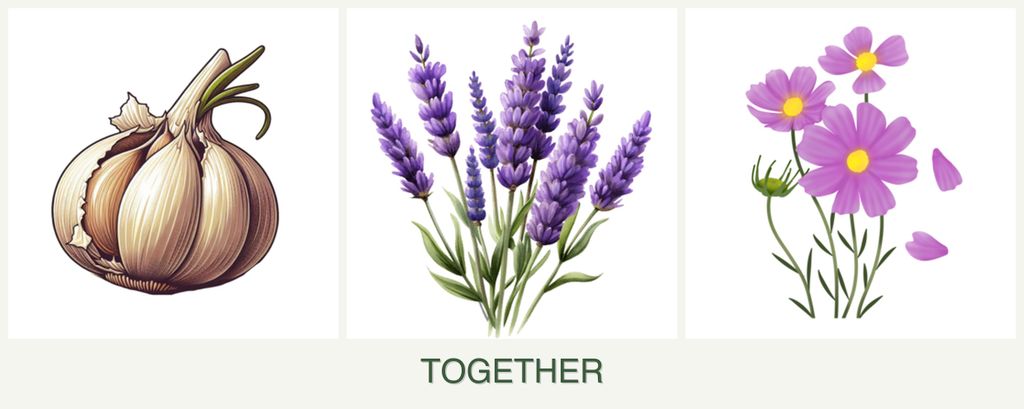 Can you plant garlic, lavender and cosmos together?