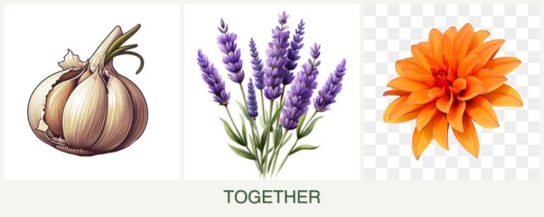 Can you plant garlic, lavender and dahlias together?