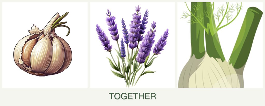 Can you plant garlic, lavender and fennel together?