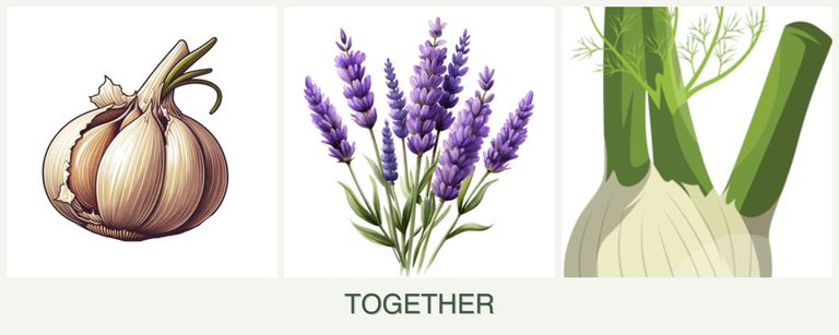 Can you plant garlic, lavender and fennel together?