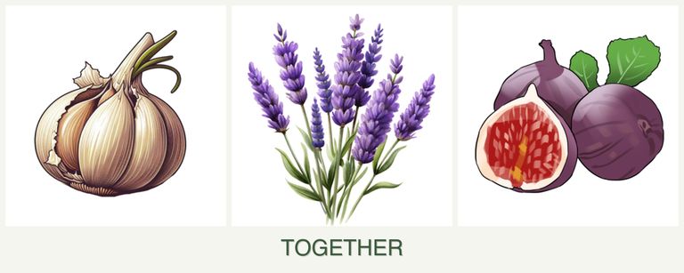 Can you plant garlic, lavender and figs together?